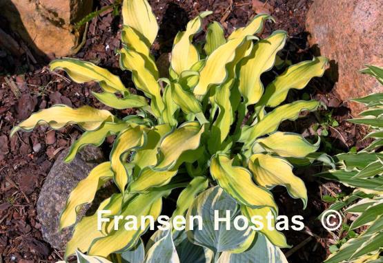 Hosta Ripple Effect